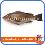 ماهی هامور بزرگ هندیجان - سوغات خوزستان دگر