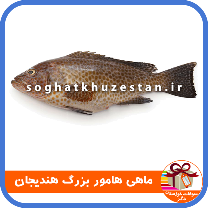 ماهی هامور بزرگ هندیجان - سوغات خوزستان دگر