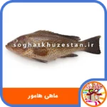 ماهی هامور - سوغات خوزستان دگر