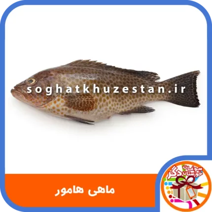 ماهی هامور - سوغات خوزستان دگر
