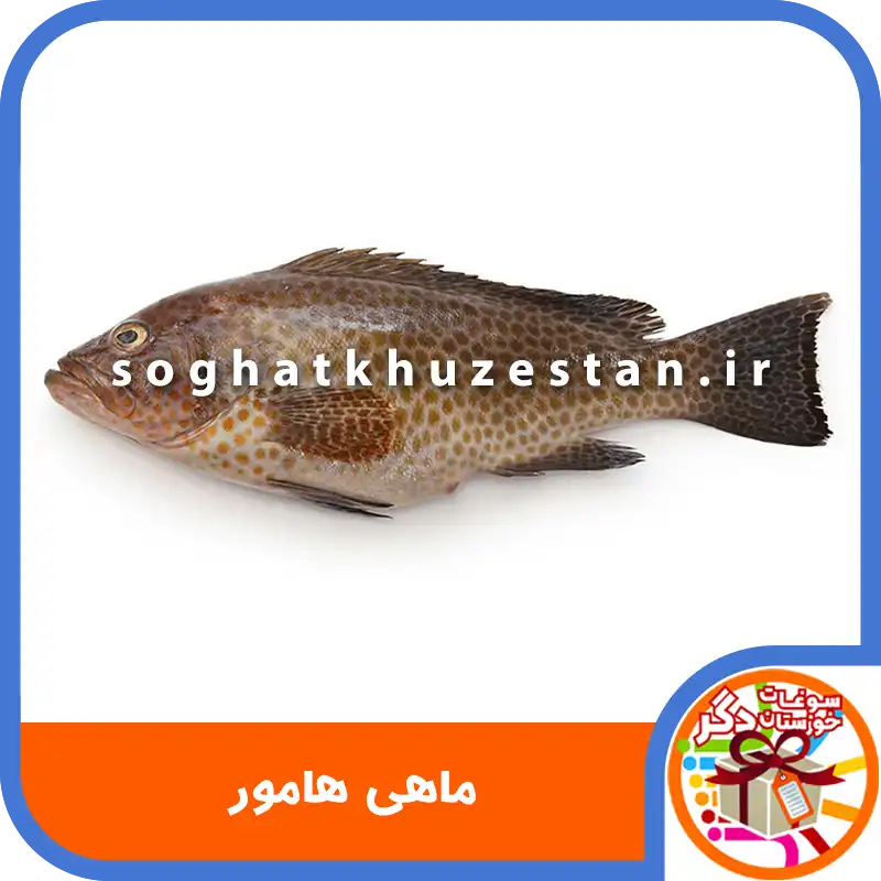 ماهی هامور - سوغات خوزستان دگر