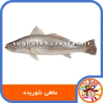 ماهی شوریده - سوغات خوزستان دگر