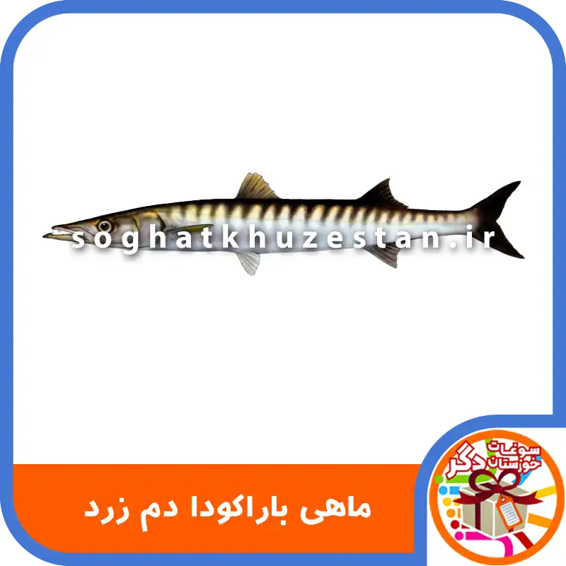 ماهی باراکودا دم زرد - سوغات خوزستان دگر
