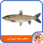 ماهی سفید پرورشی - سوغات خوزستان دگر