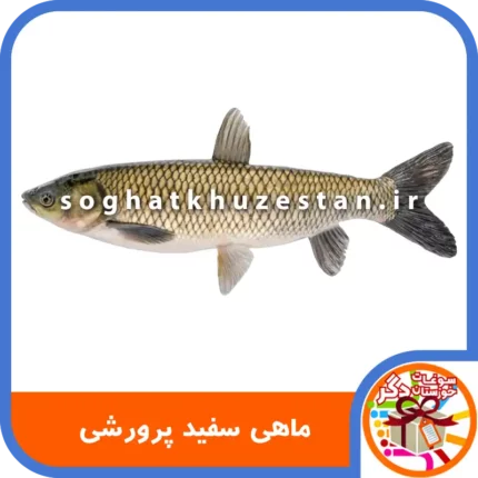 ماهی سفید پرورشی - سوغات خوزستان دگر