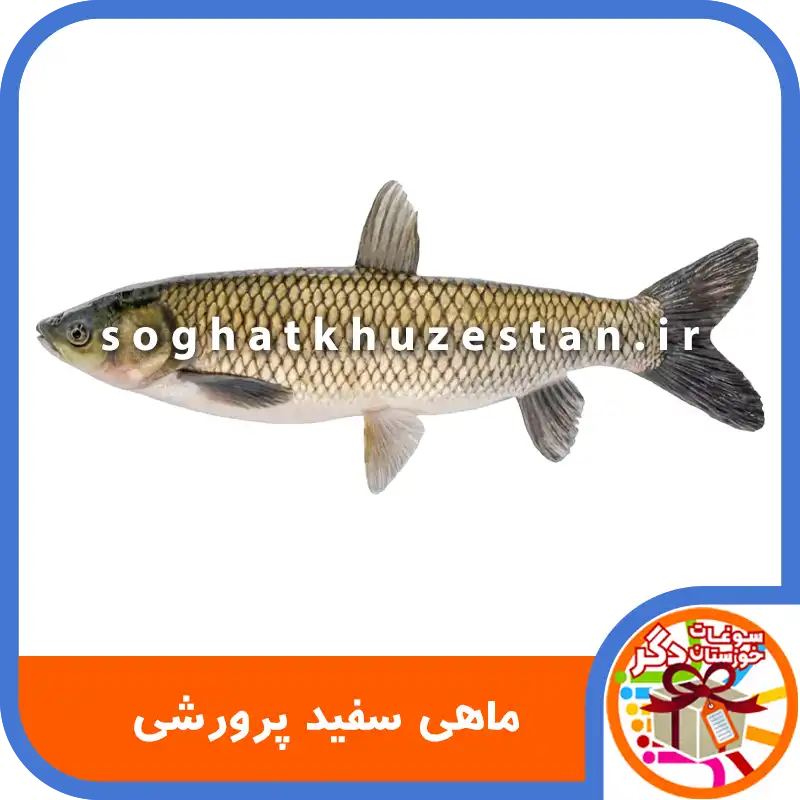 ماهی سفید پرورشی - سوغات خوزستان دگر